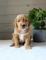 Jet, a male Miniature Goldendoodle for sale in Stevens, PA – 1 of 4