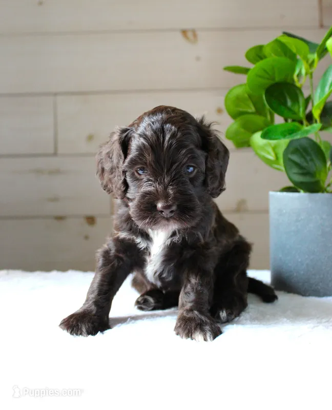 Oakley – Cockapoo puppy for sale in Stevens, PA