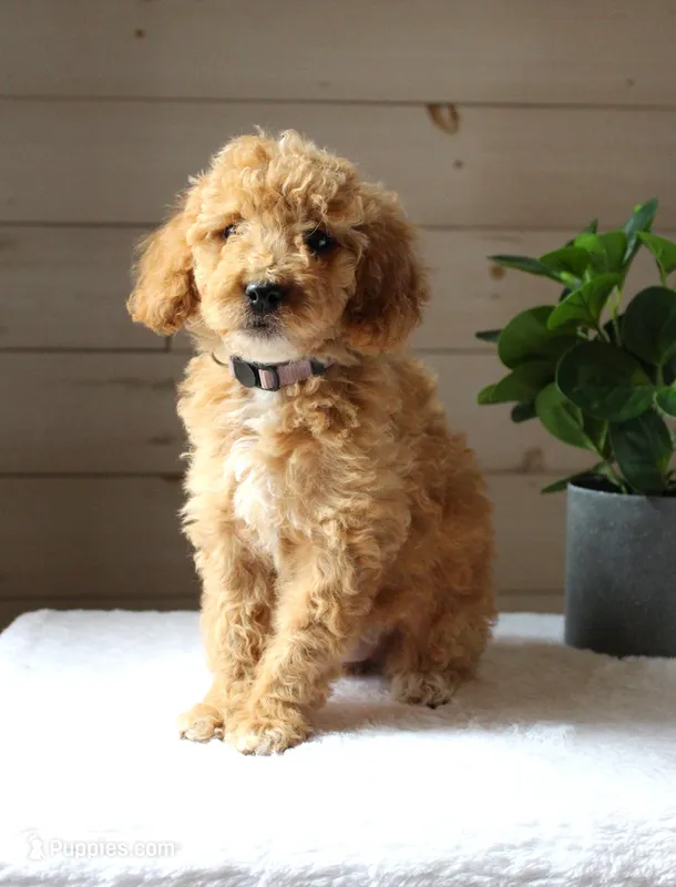 Ivy – Miniature Goldendoodle puppy for sale in Stevens, PA
