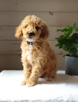 Ivy, a female Miniature Goldendoodle for sale in Stevens, PA – 2 of 3