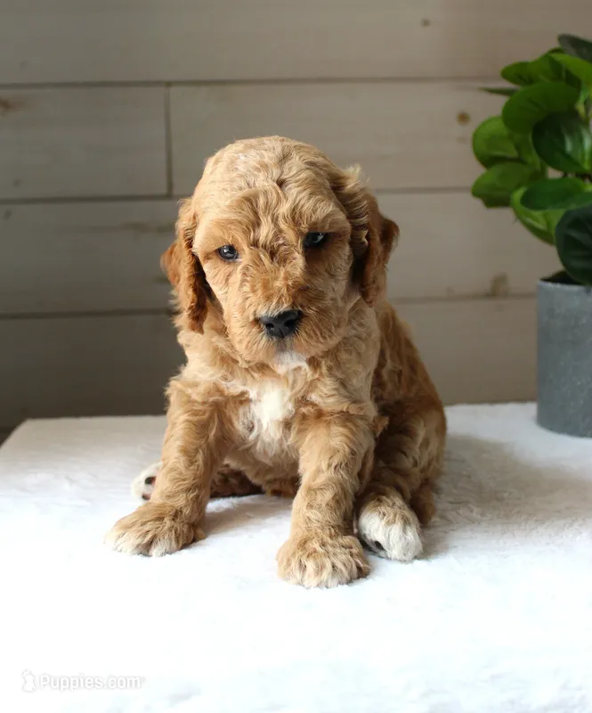 Oscar – Miniature Goldendoodle puppy for sale in Stevens, PA