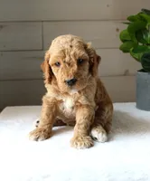 Oscar, a male Miniature Goldendoodle for sale in Stevens, PA – 1 of 4