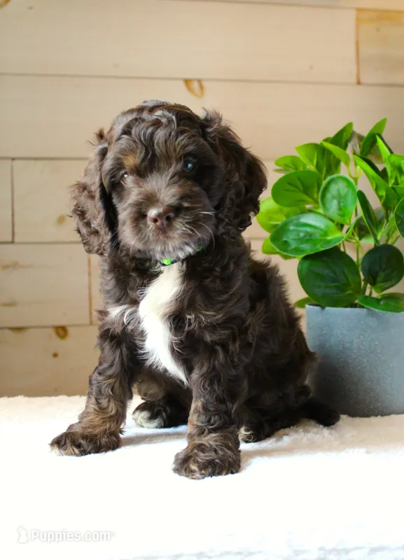Oliver – Cockapoo puppy for sale in Stevens, PA