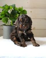 Turner, a male Cockapoo for sale in Stevens, PA – 2 of 6