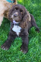 Turner, a male Cockapoo for sale in Stevens, PA – 5 of 6