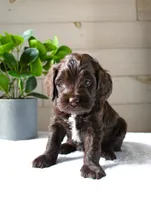 Mocha, a female Cockapoo for sale in Stevens, PA – 3 of 6