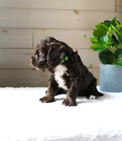Oliver, a male Cockapoo for sale in Stevens, PA – 3 of 6