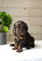 Turner, a male Cockapoo for sale in Stevens, PA – 1 of 6