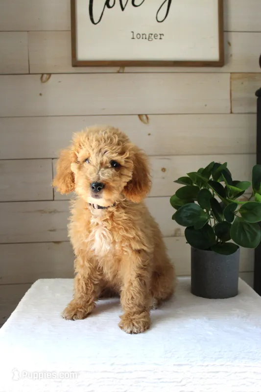 Ivy – Miniature Goldendoodle puppy for sale in Stevens, PA