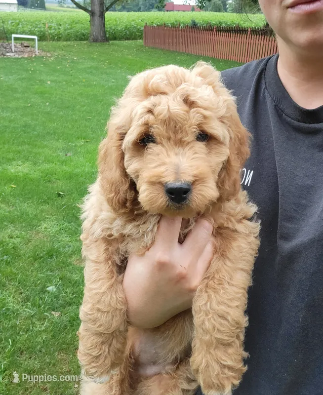 Zeus – Miniature Goldendoodle puppy for sale in Stevens, PA