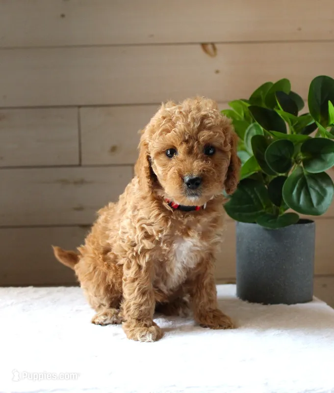 Kelly – Miniature Goldendoodle puppy for sale in Stevens, PA