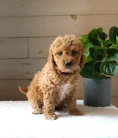 Kelly, a female Miniature Goldendoodle for sale in Stevens, PA – 2 of 4