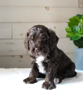 Oliver, a male Cockapoo for sale in Stevens, PA – 1 of 6
