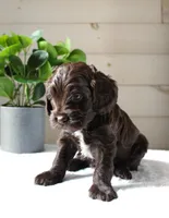Mocha, a female Cockapoo for sale in Stevens, PA – 2 of 6