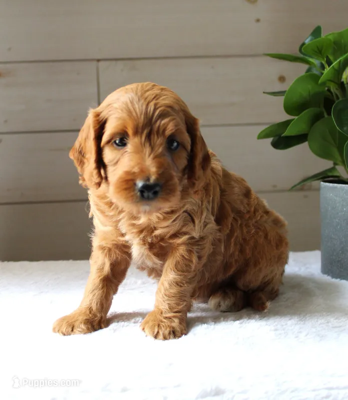 Ginger  – Miniature Goldendoodle puppy for sale in Stevens, PA