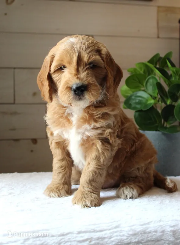 Jet – Miniature Goldendoodle puppy for sale in Stevens, PA