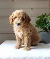 Milo, a male Miniature Goldendoodle for sale in Stevens, PA – 5 of 5