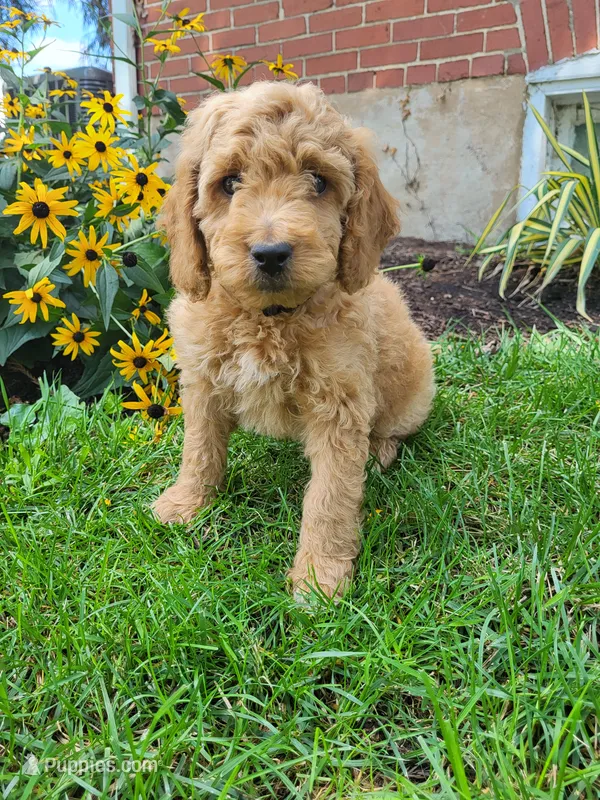 Zeus – Miniature Goldendoodle puppy for sale in Stevens, PA