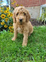 Zeus, a male Miniature Goldendoodle for sale in Stevens, PA – 1 of 2