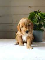 Jet, a male Miniature Goldendoodle for sale in Stevens, PA – 2 of 4