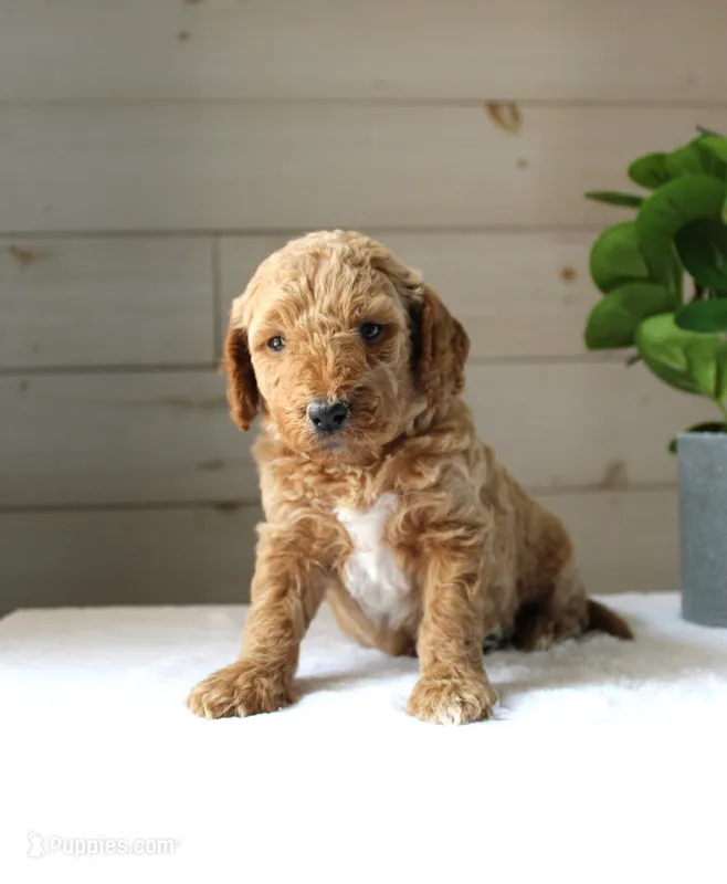 Tess – Miniature Goldendoodle puppy for sale in Stevens, PA