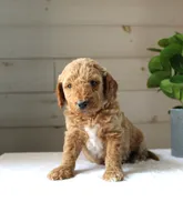 Tess, a female Miniature Goldendoodle for sale in Stevens, PA – 1 of 4