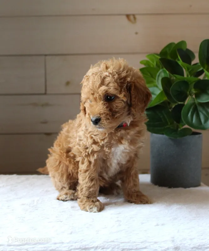 Kelly – Miniature Goldendoodle puppy for sale in Stevens, PA