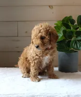 Kelly, a female Miniature Goldendoodle for sale in Stevens, PA – 1 of 4