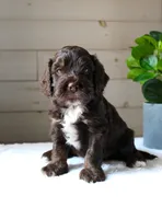Oliver, a male Cockapoo for sale in Stevens, PA – 2 of 6