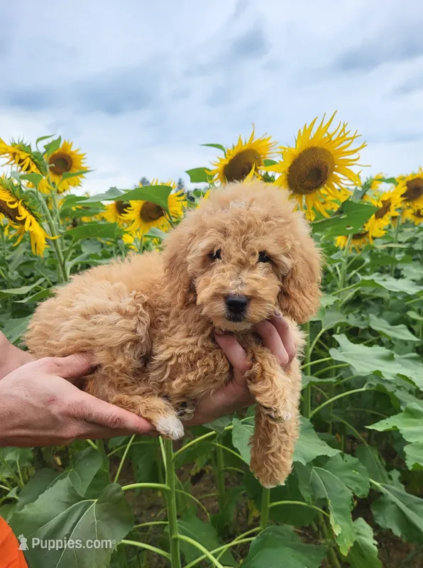 Ivy – Miniature Goldendoodle puppy for sale in Stevens, PA