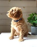 Benji, a male Miniature Goldendoodle for sale in Stevens, PA – 3 of 3