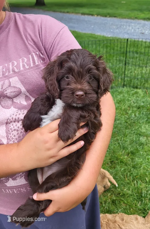 Mocha – Cockapoo puppy for sale in Stevens, PA
