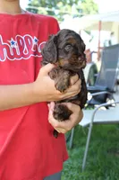 Turner, a male Cockapoo for sale in Stevens, PA – 4 of 6