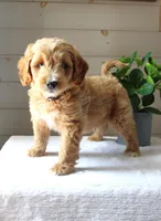 Milo, a male Miniature Goldendoodle for sale in Stevens, PA – 4 of 5