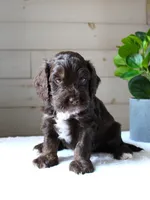 Oliver, a male Cockapoo for sale in Stevens, PA – 4 of 6