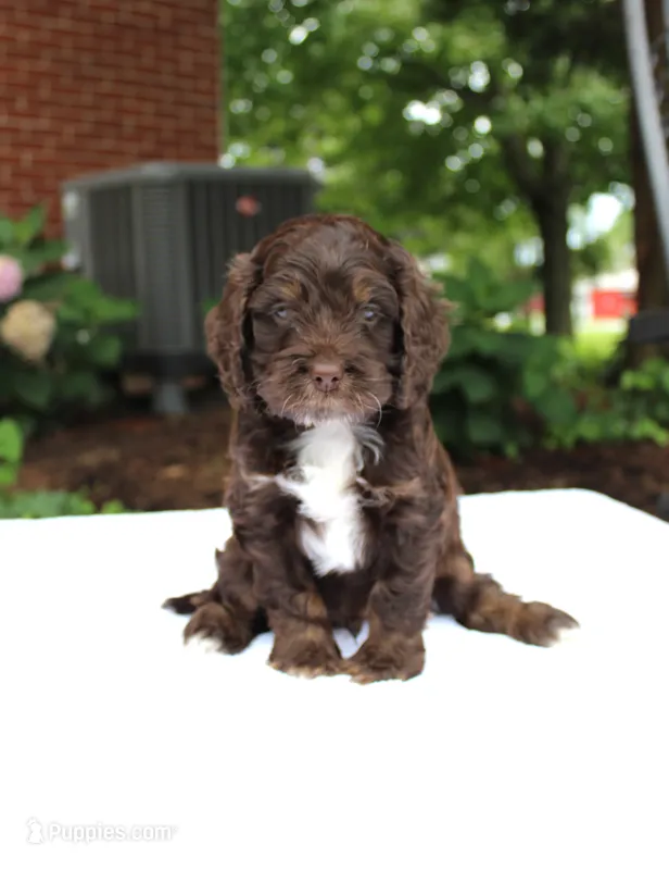 Oliver – Cockapoo puppy for sale in Stevens, PA