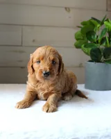 Ginger , a female Miniature Goldendoodle for sale in Stevens, PA – 2 of 4