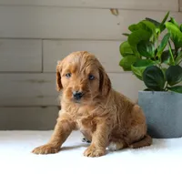 Ginger , a female Miniature Goldendoodle for sale in Stevens, PA – 1 of 4