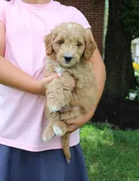 Milo, a male Miniature Goldendoodle for sale in Stevens, PA – 3 of 5