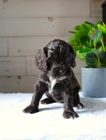 Oakley, a female Cockapoo for sale in Stevens, PA – 3 of 5
