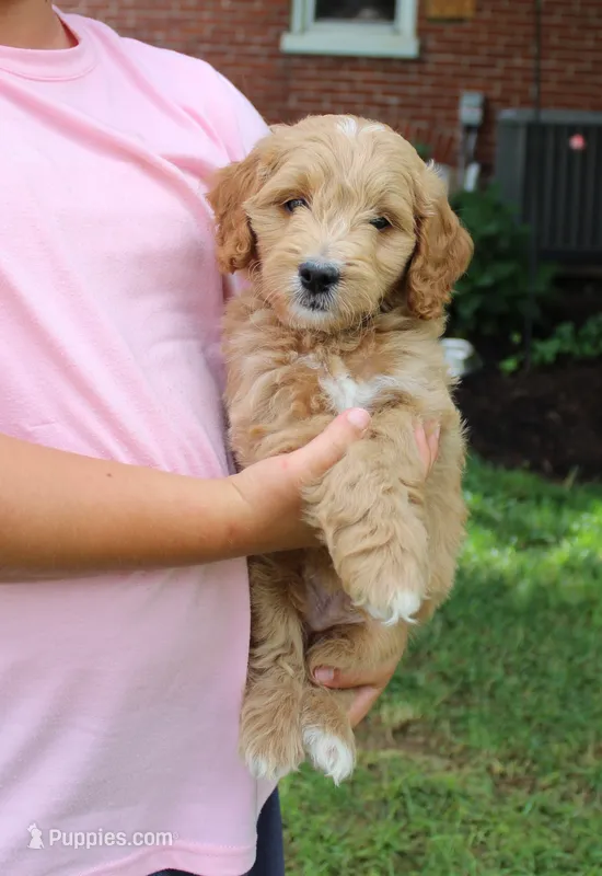 Milo – Miniature Goldendoodle puppy for sale in Stevens, PA