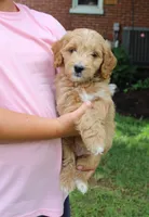Milo, a male Miniature Goldendoodle for sale in Stevens, PA – 1 of 5