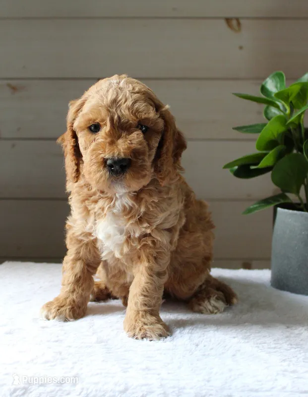 Oscar – Miniature Goldendoodle puppy for sale in Stevens, PA