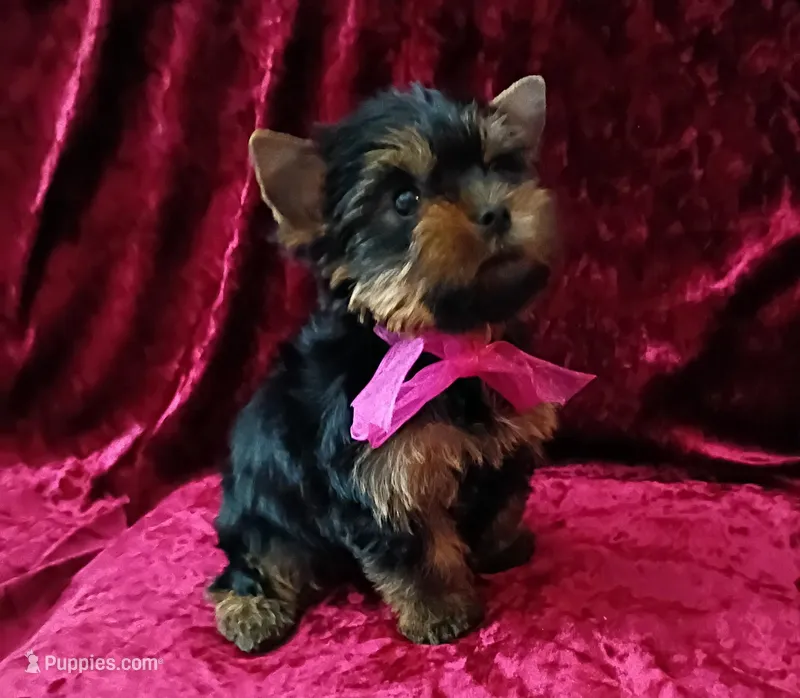 AKC Champion lines Lil Princess  – Yorkshire Terrier puppy for sale in Pembroke Pines, FL