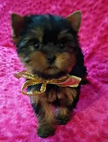 AKC Ch. lines Princess  deposit received , a female Yorkshire Terrier for sale in Pembroke Pines, FL – Photo 4 of 9