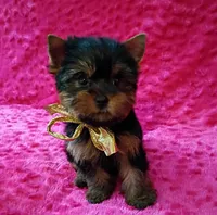 AKC Ch. lines Princess  deposit received , a female Yorkshire Terrier for sale in Pembroke Pines, FL – Photo 3 of 9