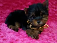 AKC Ch. lines Princess  deposit received , a female Yorkshire Terrier for sale in Pembroke Pines, FL – Photo 5 of 9
