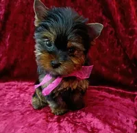 AKC Champion lines Lil Princess , a female Yorkshire Terrier for sale in Pembroke Pines, FL – Photo 3 of 3