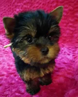 AKC Ch. lines Princess  deposit received , a female Yorkshire Terrier for sale in Pembroke Pines, FL – Photo 6 of 9