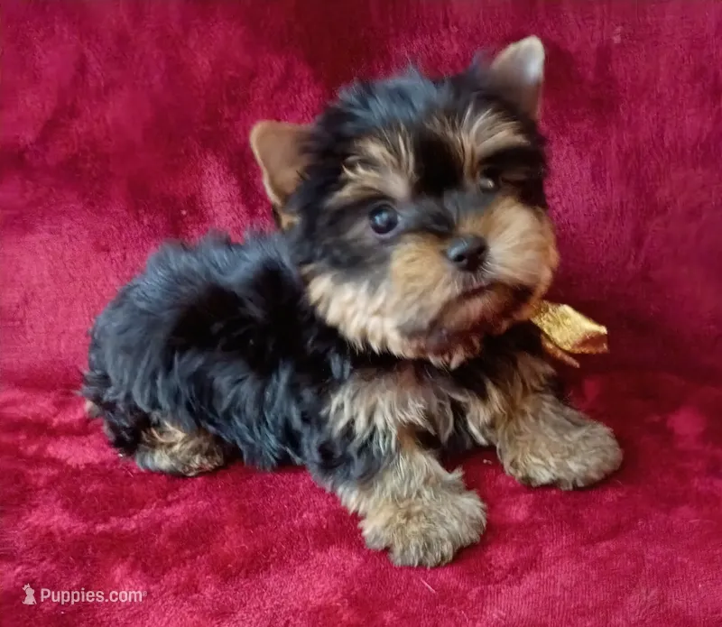 AKC Tiny Prince Ch. Lines – Yorkshire Terrier puppy for sale in Pembroke Pines, FL